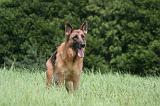 BERGER ALLEMAND 1211